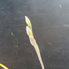 Thelymitra sp. (A Sun Orchid) at Molonglo Valley, ACT - 28 Jan 2016 by RichardMilner