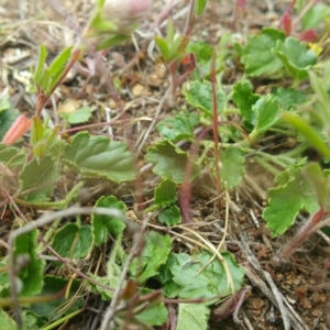 Sida corrugata at Molonglo River Reserve - 28 Jan 2016