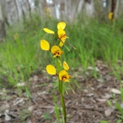 Diuris nigromontana (Black Mountain Leopard Orchid) at Bruce, ACT - 28 Oct 2016 by BethanyDunne