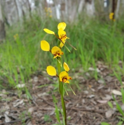 Diuris nigromontana (Black Mountain Leopard Orchid) at Bruce, ACT - 29 Oct 2016 by BethanyDunne