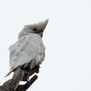 Cacatua sanguinea at Wallaroo, NSW - 29 Oct 2016