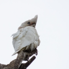 Cacatua sanguinea at Wallaroo, NSW - 29 Oct 2016