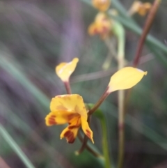 Diuris nigromontana (Black Mountain Leopard Orchid) at Cook, ACT - 29 Oct 2016 by JasonC