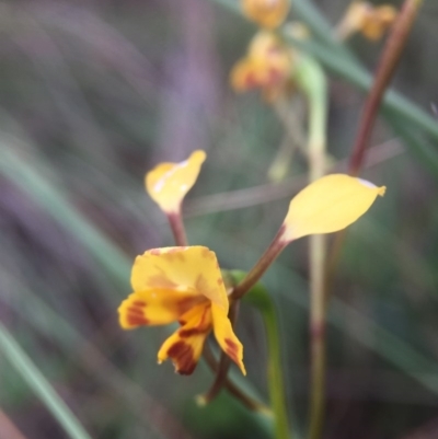 Diuris nigromontana (Black Mountain Leopard Orchid) at Cook, ACT - 29 Oct 2016 by JasonC