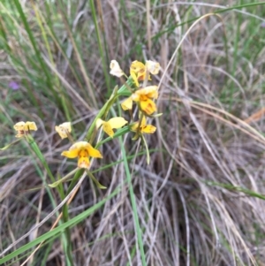 Diuris nigromontana at Cook, ACT - 29 Oct 2016