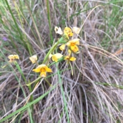 Diuris nigromontana at Cook, ACT - 29 Oct 2016