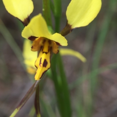 Diuris sulphurea (Tiger Orchid) at Cook, ACT - 29 Oct 2016 by JasonC