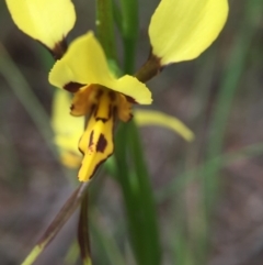 Diuris sulphurea (Tiger Orchid) at Cook, ACT - 29 Oct 2016 by JasonC