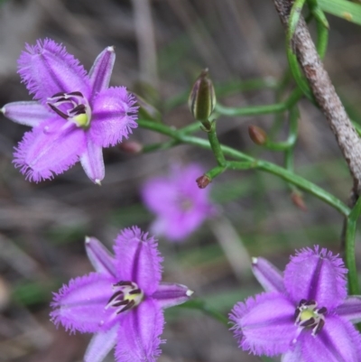 Thysanotus patersonii (Twining Fringe Lily) at Cook, ACT - 29 Oct 2016 by JasonC