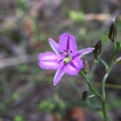 Thysanotus patersonii at Cook, ACT - 29 Oct 2016 12:50 PM