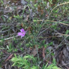 Thysanotus patersonii at Cook, ACT - 29 Oct 2016 12:50 PM