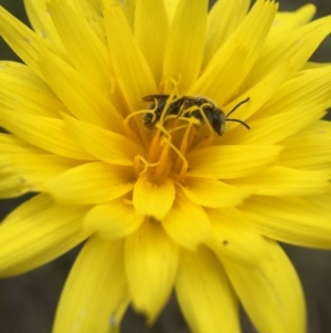 Microseris walteri at Cook, ACT - 29 Oct 2016 12:51 PM