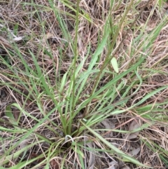 Microseris walteri at Cook, ACT - 29 Oct 2016 12:51 PM