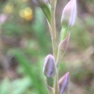 Thelymitra sp. at Cook, ACT - suppressed