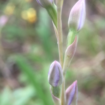 Thelymitra (Genus) (Sun Orchid) at Cook, ACT - 29 Oct 2016 by JasonC