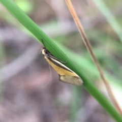 Philobota undescribed species near arabella (A concealer moth) at Cook, ACT - 29 Oct 2016 by JasonC