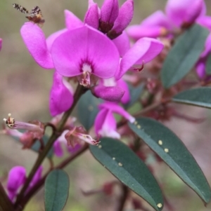 Indigofera australis subsp. australis at Cook, ACT - 29 Oct 2016 12:53 PM