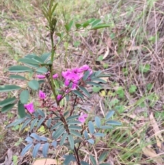 Indigofera australis subsp. australis at Cook, ACT - 29 Oct 2016