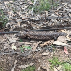 Tiliqua rugosa (Shingleback Lizard) at Mulligans Flat - 29 Oct 2016 by JasonC