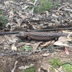 Tiliqua rugosa at Gungahlin, ACT - 29 Oct 2016