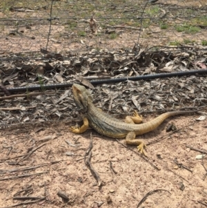 Pogona barbata at Gungahlin, ACT - 29 Oct 2016