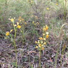 Diuris nigromontana (Black Mountain Leopard Orchid) at Cook, ACT - 29 Oct 2016 by JasonC