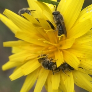 Lasioglossum (Chilalictus) lanarium at Cook, ACT - 29 Oct 2016 01:05 PM