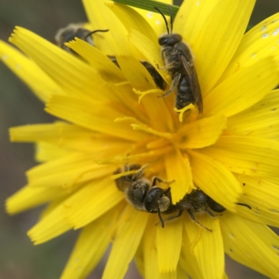 Lasioglossum (Chilalictus) lanarium (Halictid bee) at Cook, ACT - 29 Oct 2016 by JasonC