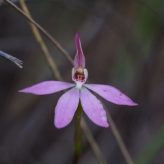 Caladenia carnea (Pink Fingers) at Nanima, NSW - 28 Oct 2016 by SallyandPeter