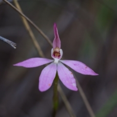 Caladenia carnea (Pink Fingers) at Nanima, NSW - 27 Oct 2016 by SallyandPeter