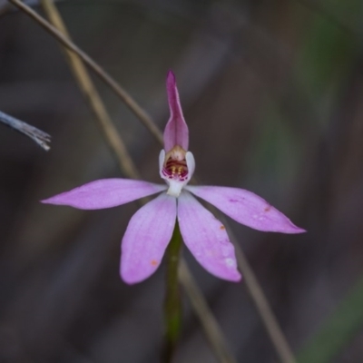 Caladenia carnea (Pink Fingers) at Nanima, NSW - 28 Oct 2016 by SallyandPeter