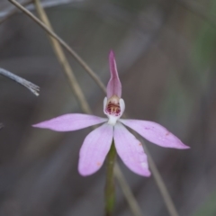 Caladenia carnea at Nanima, NSW - 28 Oct 2016