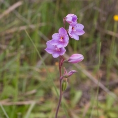 Thelymitra ixioides (Dotted Sun Orchid) at Yass River, NSW - 28 Oct 2016 by SallyandPeter