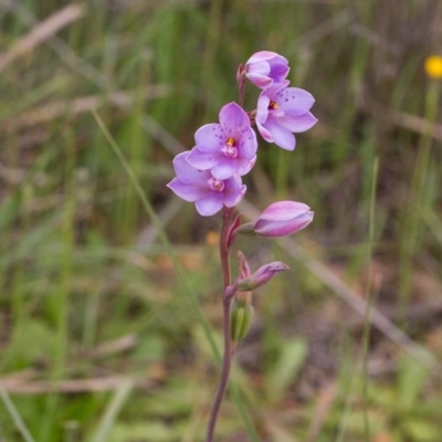 Thelymitra ixioides (Dotted Sun Orchid) at Yass River, NSW - 28 Oct 2016 by SallyandPeter