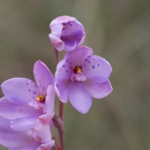 Thelymitra ixioides at Yass River, NSW - suppressed