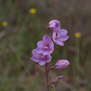 Thelymitra ixioides at Yass River, NSW - suppressed