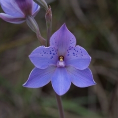 Thelymitra ixioides (Dotted Sun Orchid) at Yass River, NSW - 28 Oct 2016 by SallyandPeter