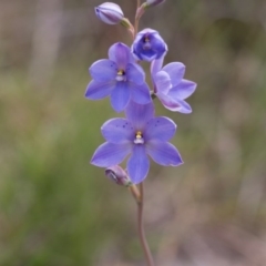 Thelymitra ixioides at Yass River, NSW - suppressed