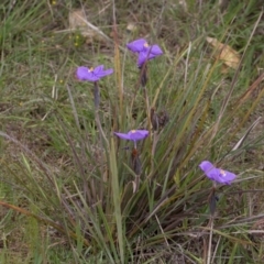 Patersonia sericea var. sericea (Silky Purple-flag) at Yass River, NSW - 28 Oct 2016 by SallyandPeter