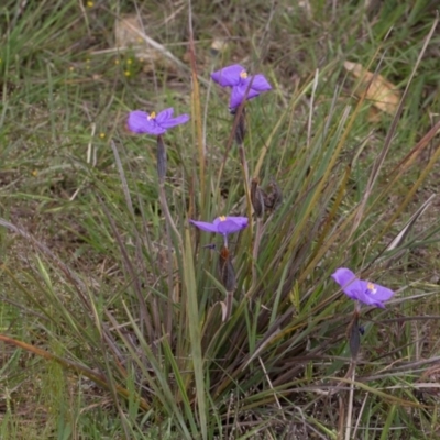 Patersonia sericea var. sericea (Silky Purple-flag) at Yass River, NSW - 28 Oct 2016 by SallyandPeter