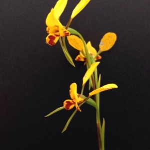 Diuris nigromontana at Point 5747 - 29 Oct 2016