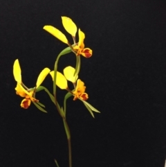 Diuris nigromontana at Undefined Area - suppressed