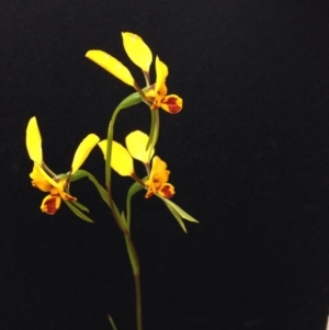 Diuris nigromontana at Point 5747 - 29 Oct 2016