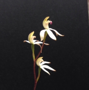 Caladenia cucullata at Undefined Area - suppressed