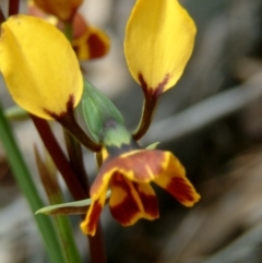 Diuris semilunulata (Late Leopard Orchid) at Farrer Ridge - 22 Oct 2016 by julielindner