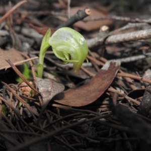 Pterostylis nutans at Burrinjuck, NSW - 26 Sep 2016