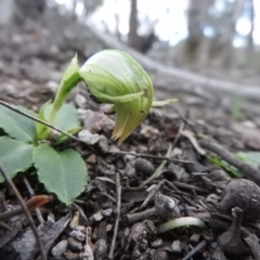 Pterostylis nutans (Nodding Greenhood) at Burrinjuck, NSW - 26 Sep 2016 by RyuCallaway