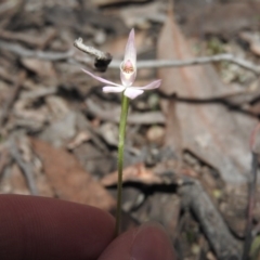 Caladenia carnea (Pink Fingers) at Burrinjuck, NSW - 26 Sep 2016 by ArcherCallaway