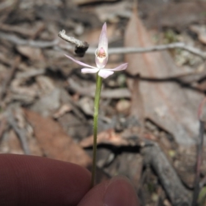 Caladenia carnea at Burrinjuck, NSW - suppressed