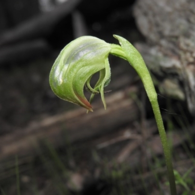 Pterostylis nutans (Nodding Greenhood) at Burrinjuck, NSW - 26 Sep 2016 by ArcherCallaway
